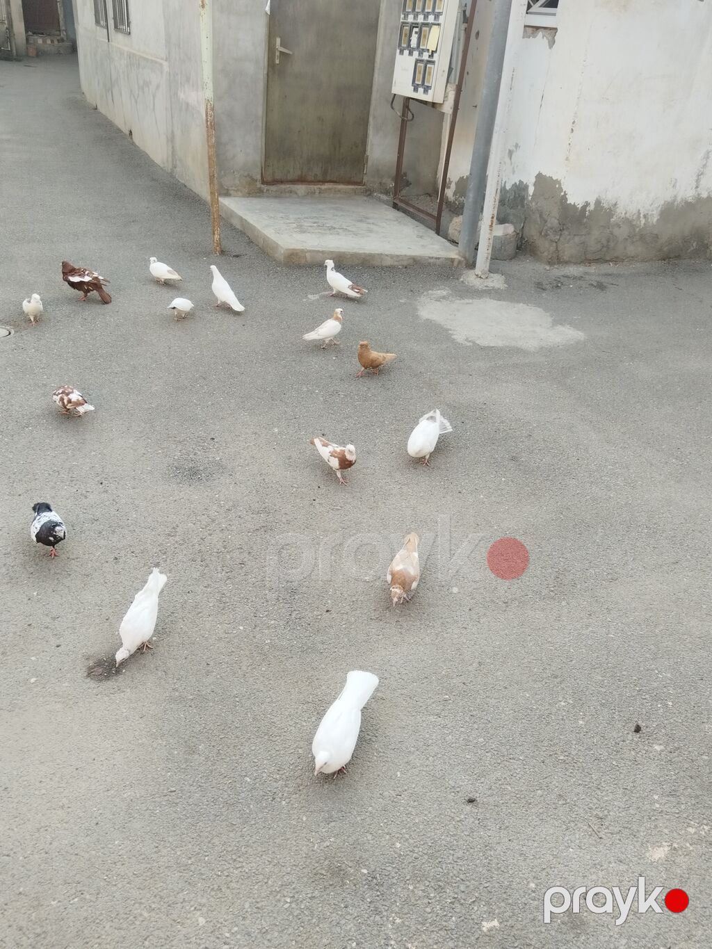 satılır 23 quş 140 manat gəncə — Göyərçin, Gəncə (10)