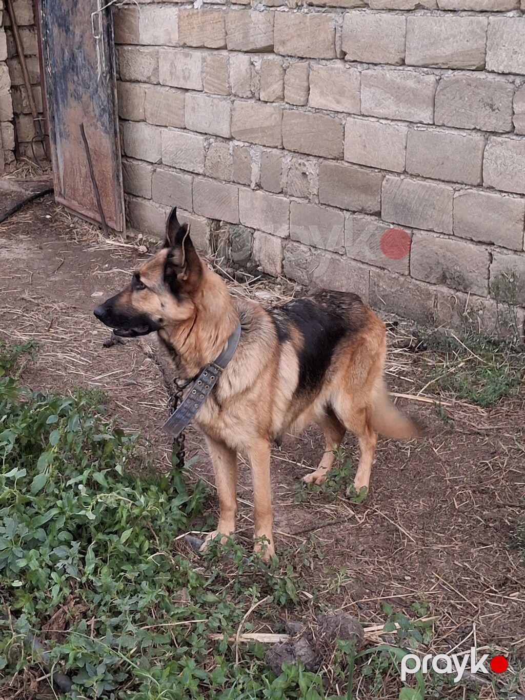 Alman çoban iti, Peyvəndli — Köpəklər, Lənkəran (2)