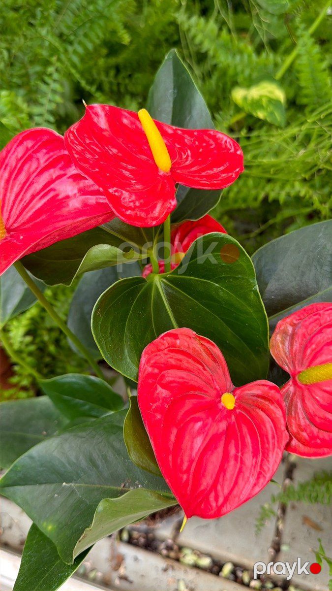 Anthurium — Bitkilər, Bakı (8)