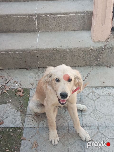 Retriever, 4 ay, Erkək, Ünvandan götürmə — Digah