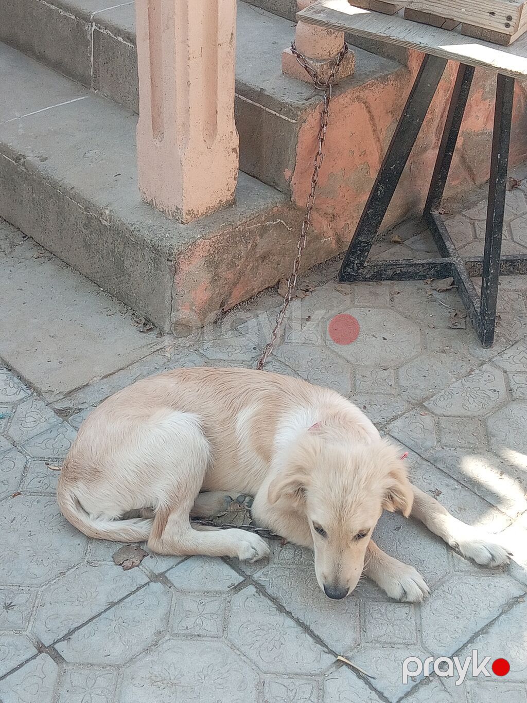 Retriever, 4 ay, Erkək, Ünvandan götürmə — Köpəklər, Digah (4)