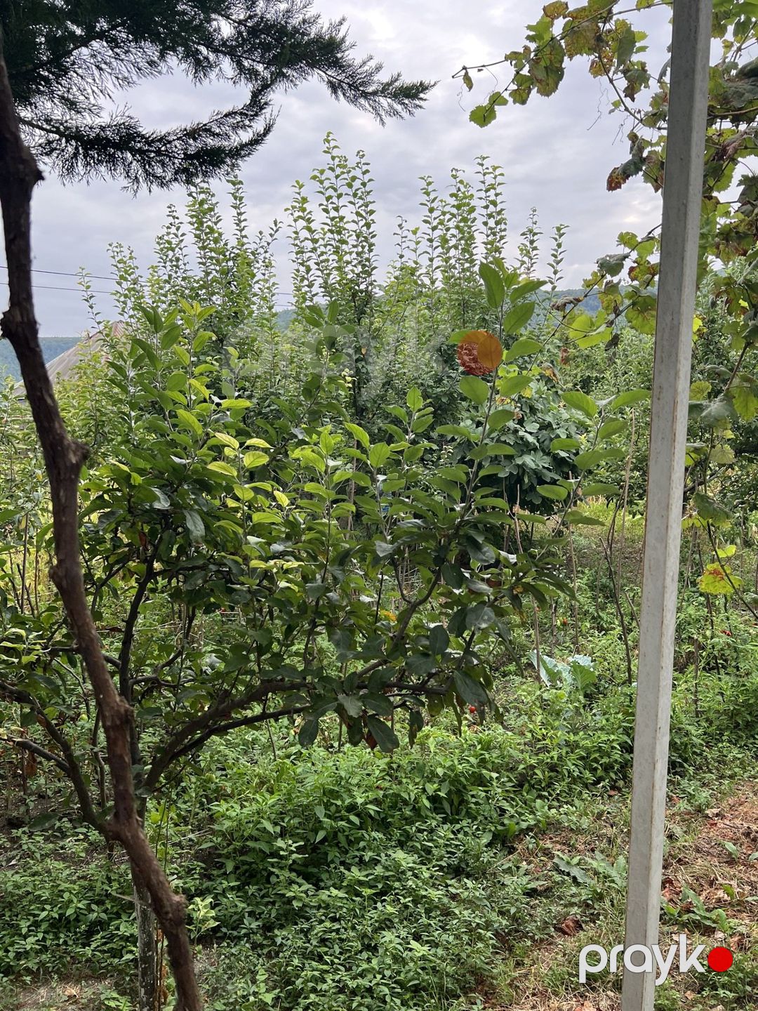 Satılır 7 otaqlı həyət evi/bağ evi 110 m² — Ev, villa, Oğuz (3)