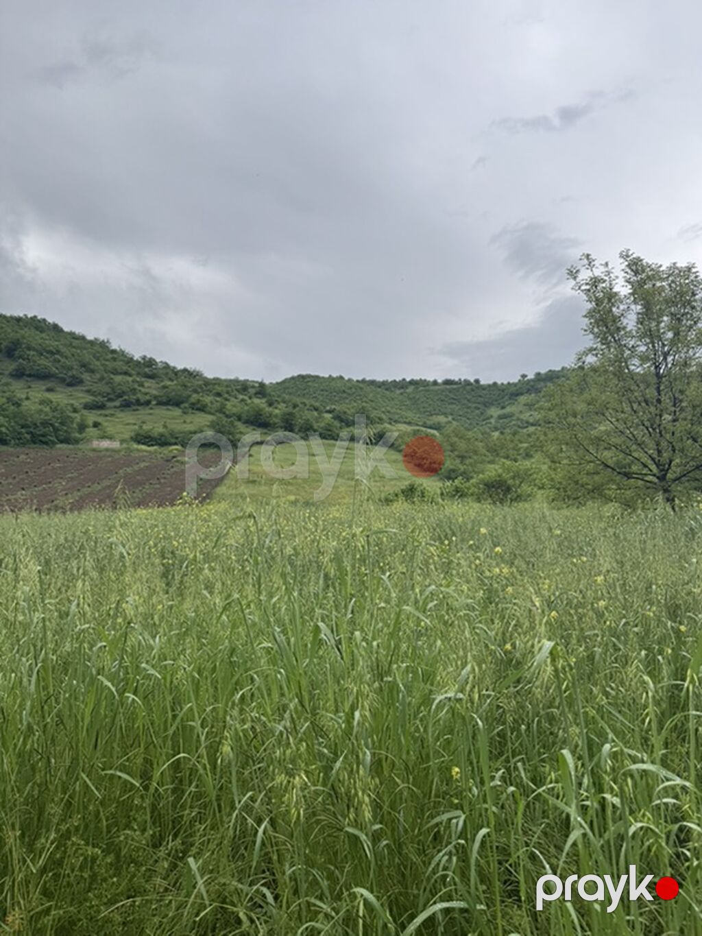 Kənd təsərrüfatı — Torpaq, Quba (8)
