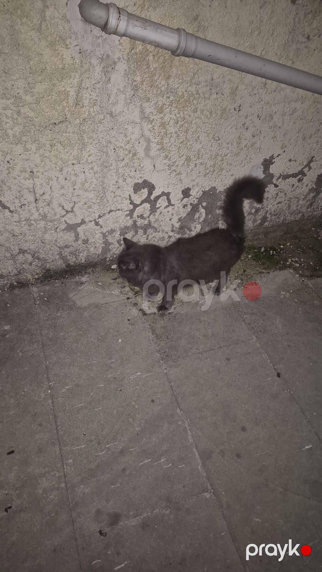 Boz tüklü pişik – uzun quyruqlu, orta ölçülü, yumşaq və sıx — Pişiklər, Bakı (4)