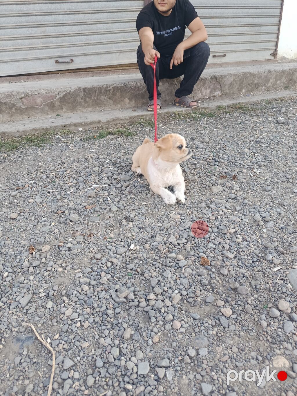 Pekines, 7 ay, Dişi, Peyvəndli, Ödənişli çatdırılma — Köpəklər, Gəncə (5)