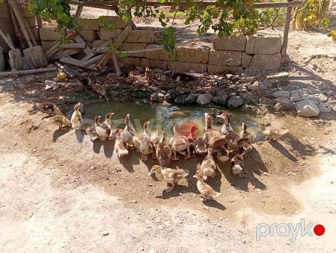 Lal ördəklər — Quşlar, Bakı (5)
