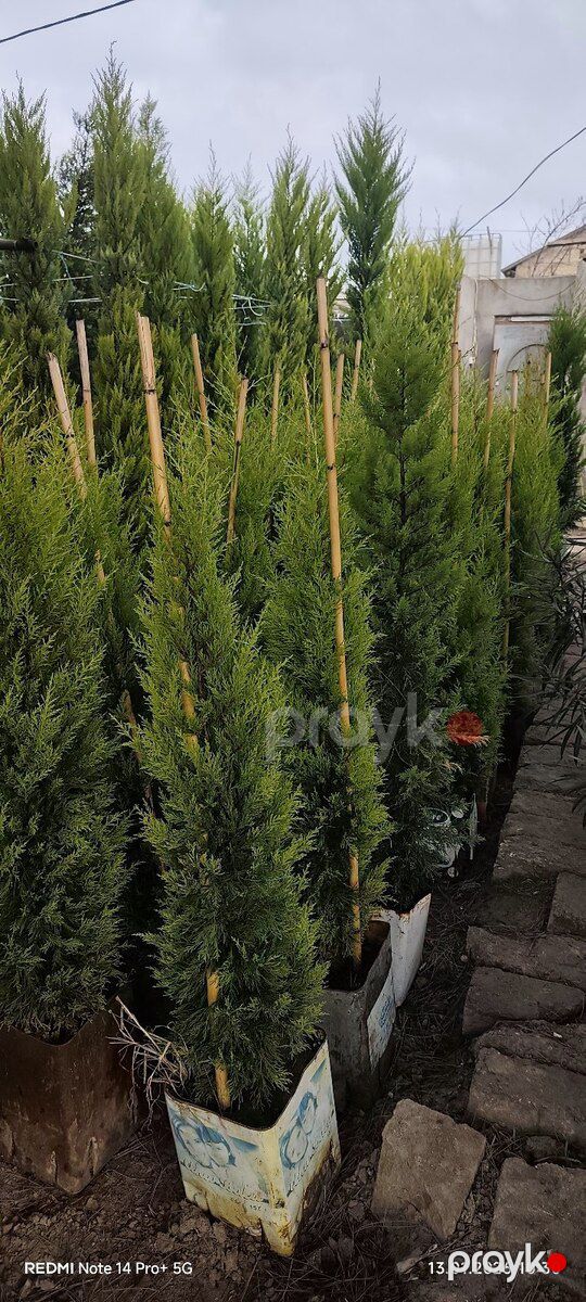 Limonlu şam ağacı — Bitkilər, Bakı (7)