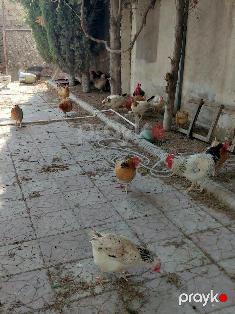 Toyuqlar — Quşlar, Bakı (7)