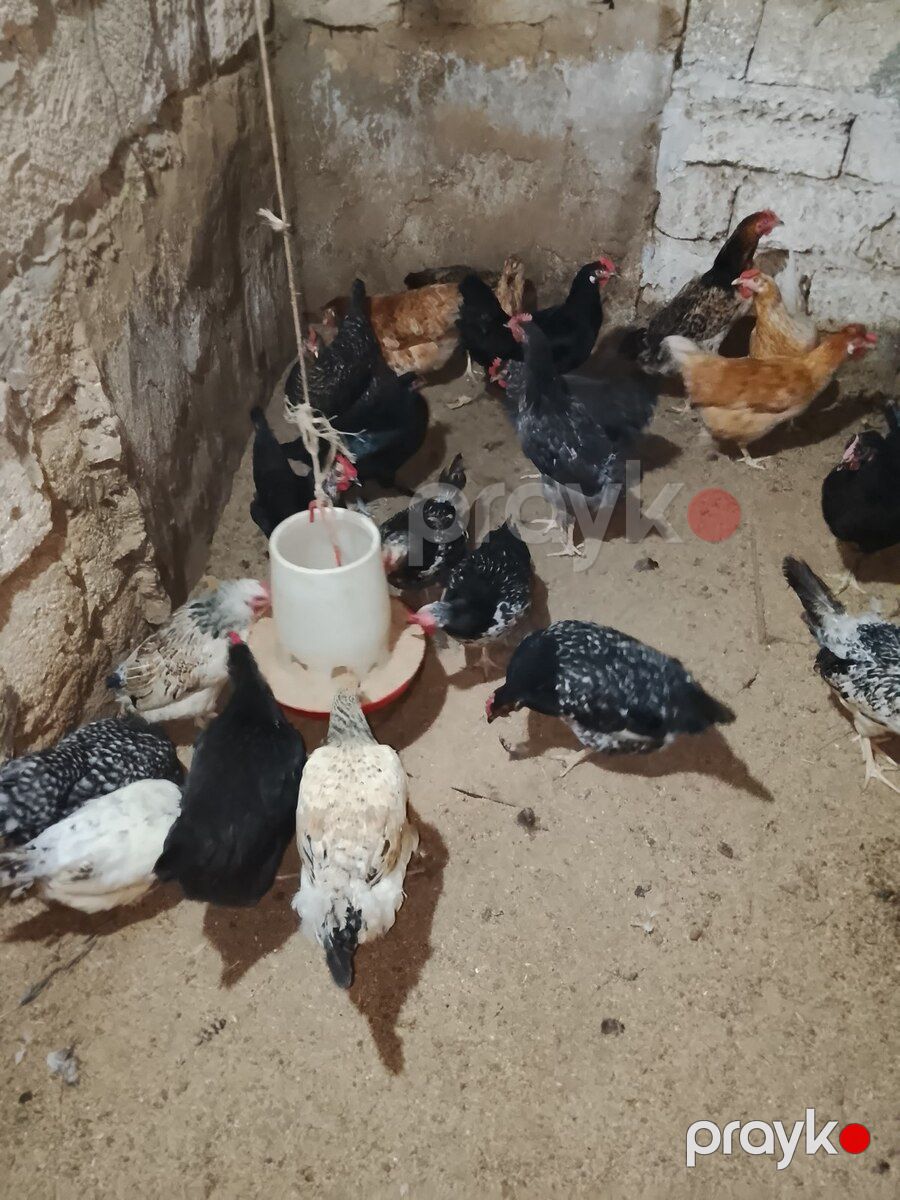 Xoruz və toyuqlar — Quşlar, Bakı (7)
