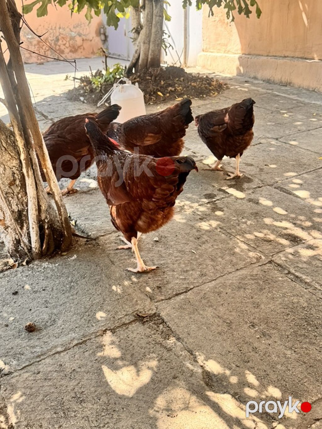 Toyuq, Yumurtalıq — Toyuq və xoruz, Bakı (2)