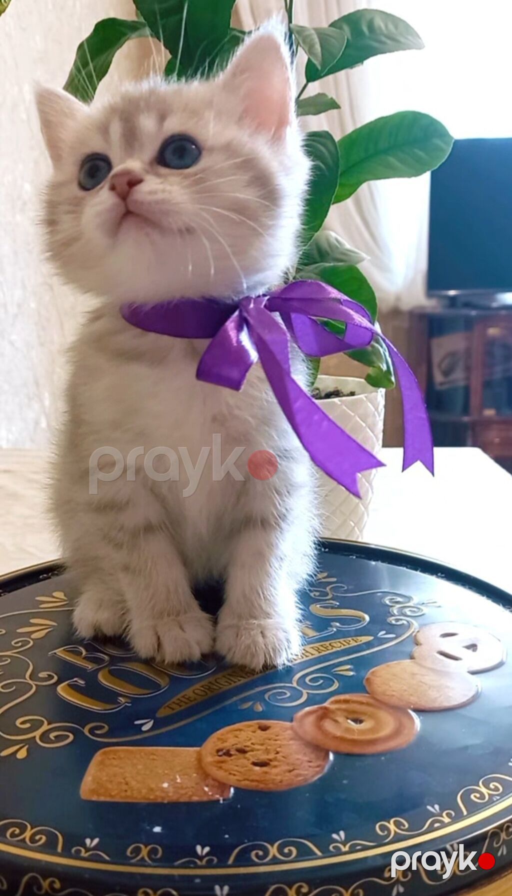 Tabbi, Dişi, Yaxşı əllərə, Ünvandan götürmə — Pişiklər, Bakı (3)