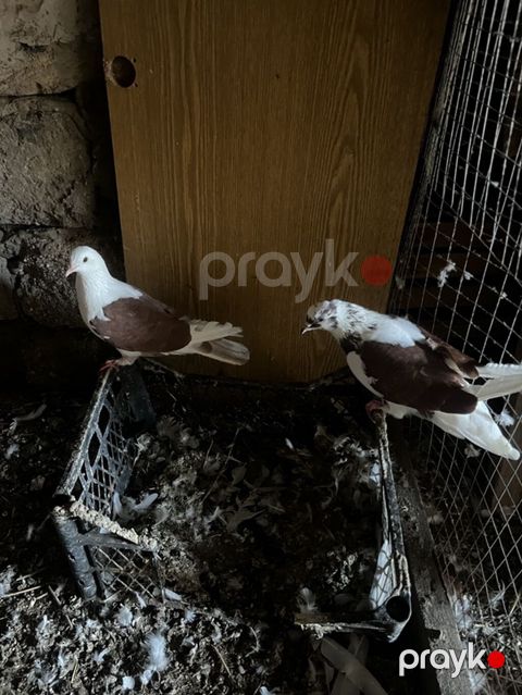 Hazır cüt bakı qırmızı çəpləridi istəyən olsa ünvan meştağa cütü — Digah