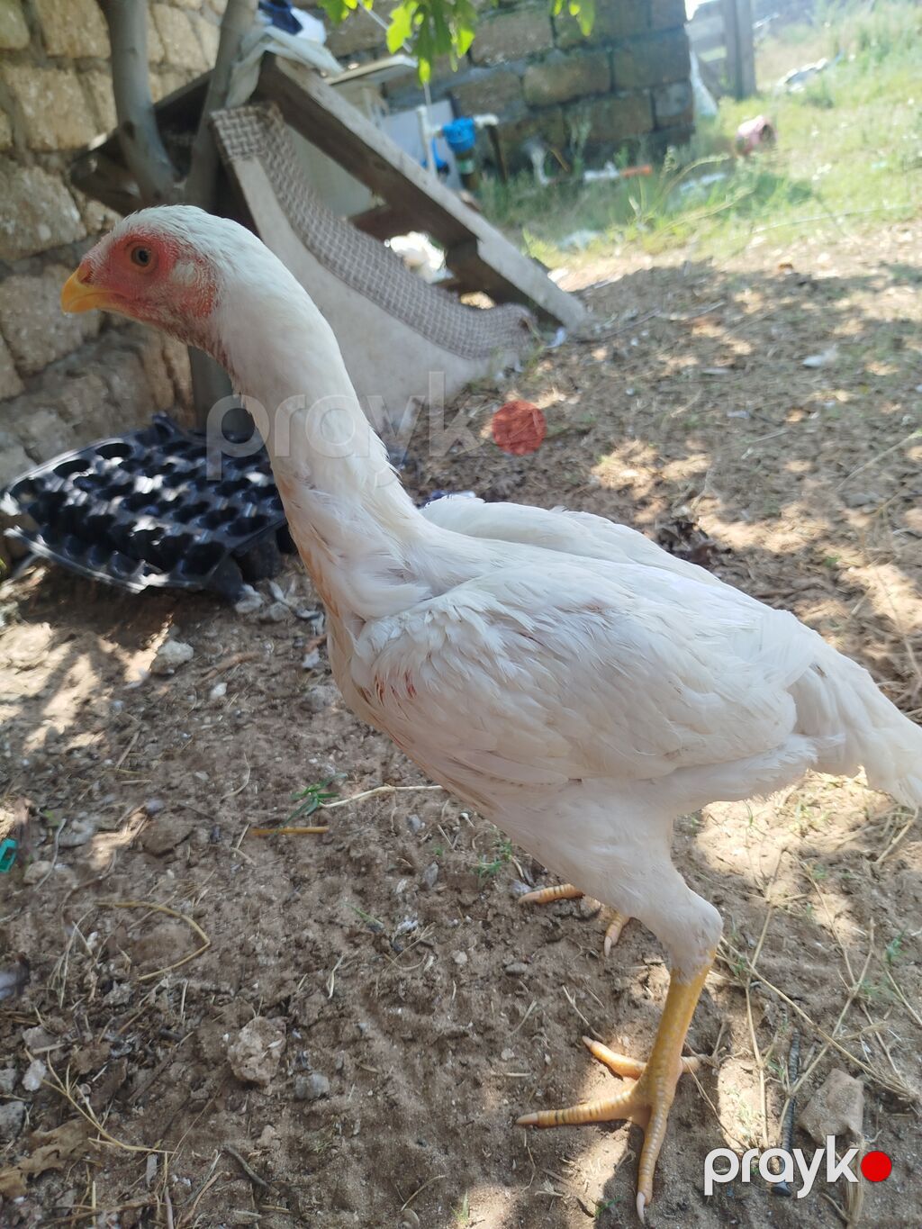 Tam saglam 5 ayliq fere cinsi temiz yapon Ağ rəngli gənc toyuq — Toyuq və xoruz, Digah (2)