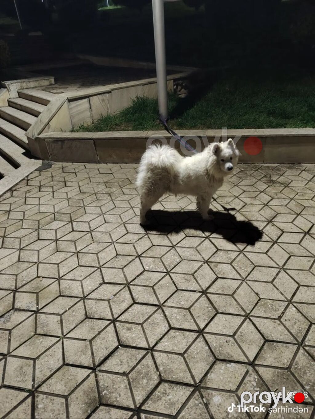 Samoyed, 4 il, Dişi — Köpəklər, Bakı (4)