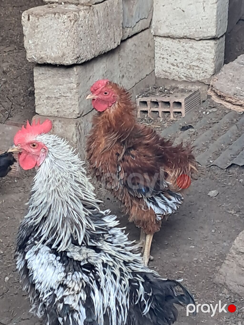 Xoruz, il: 1, Ödənişli çatdırılma — Toyuq və xoruz, Sabirabad (2)