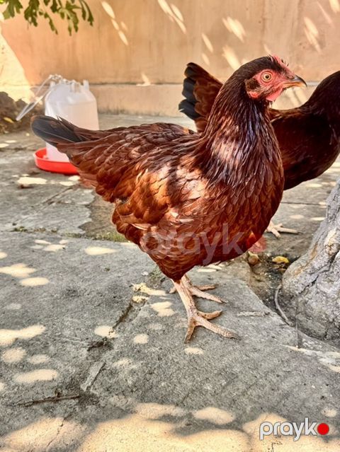 Toyuq, Yumurtalıq — Bakı