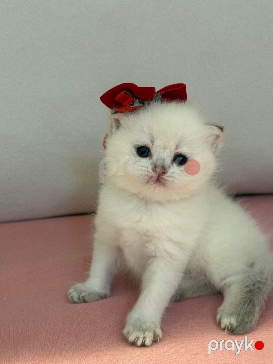 Котята шиншиллы — Pişiklər, Bakı (3)