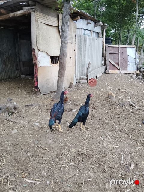 Heyratılar — İsmayıllı