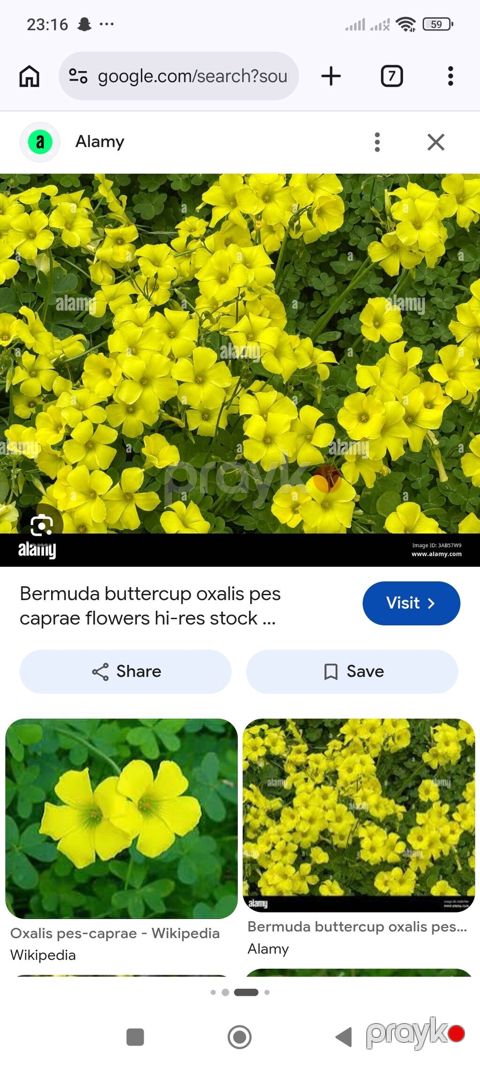 Sarı oxalis (Oxalis pes-caprae) soğanaqları. Parlaq sarı çiçəkləri və — Digah