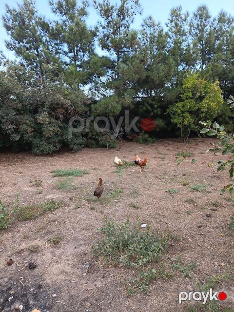 Xoruz və toyuqlar — Bakı