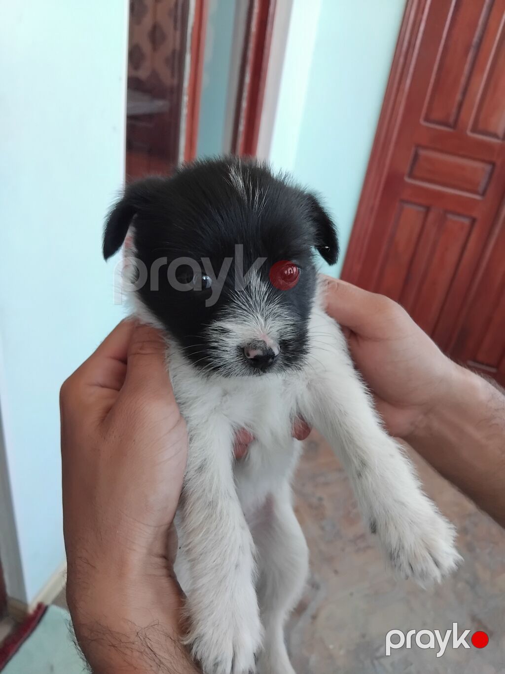 Zvonok, 2 ay, Erkək, Peyvəndli, Ünvandan götürmə, Pulsuz çatdırılma — Köpəklər, Bakı (6)
