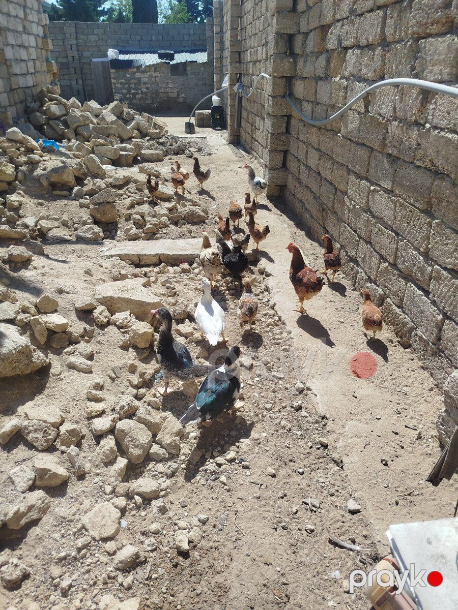 Cücələr — Quşlar, Bakı (2)