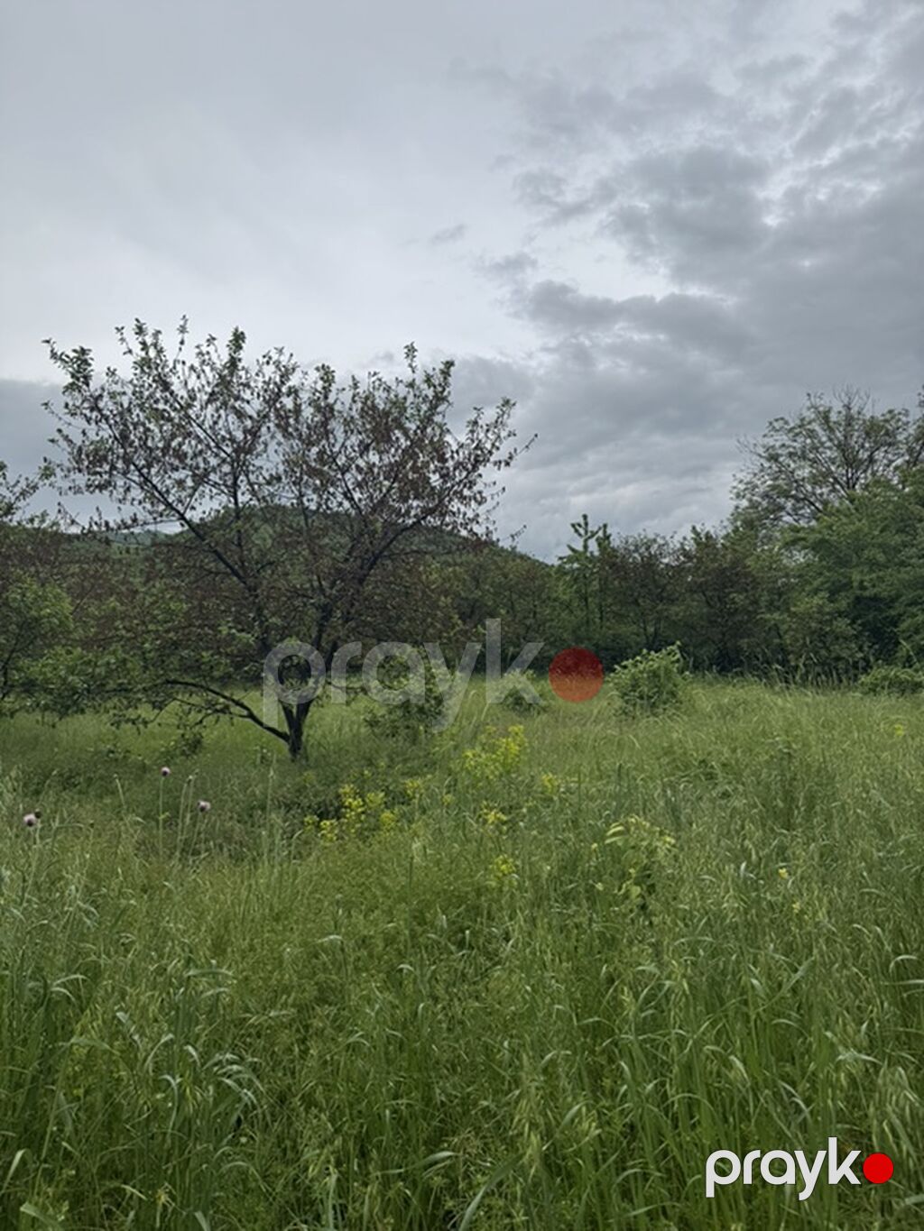 Kənd təsərrüfatı — Torpaq, Quba (7)