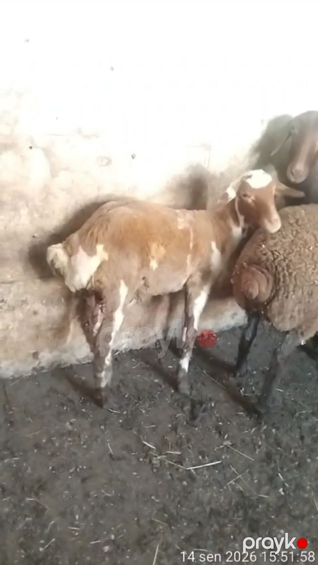 Erkek quzudur — Kənd təsərrüfatı heyvanları, Sumqayıt (2)