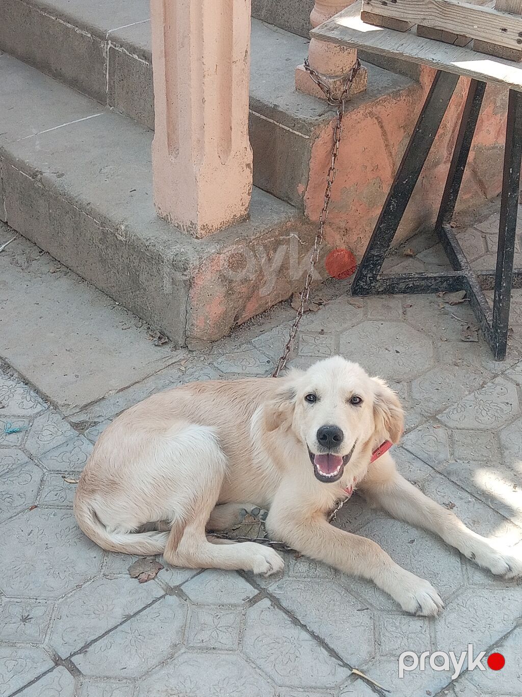 Retriever, 4 ay, Erkək, Ünvandan götürmə — Köpəklər, Digah (3)