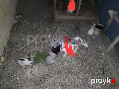 Salam hər vaxtınız xeyir 9 dənə dovşan balası satılır südən kəsliblər — Qobu