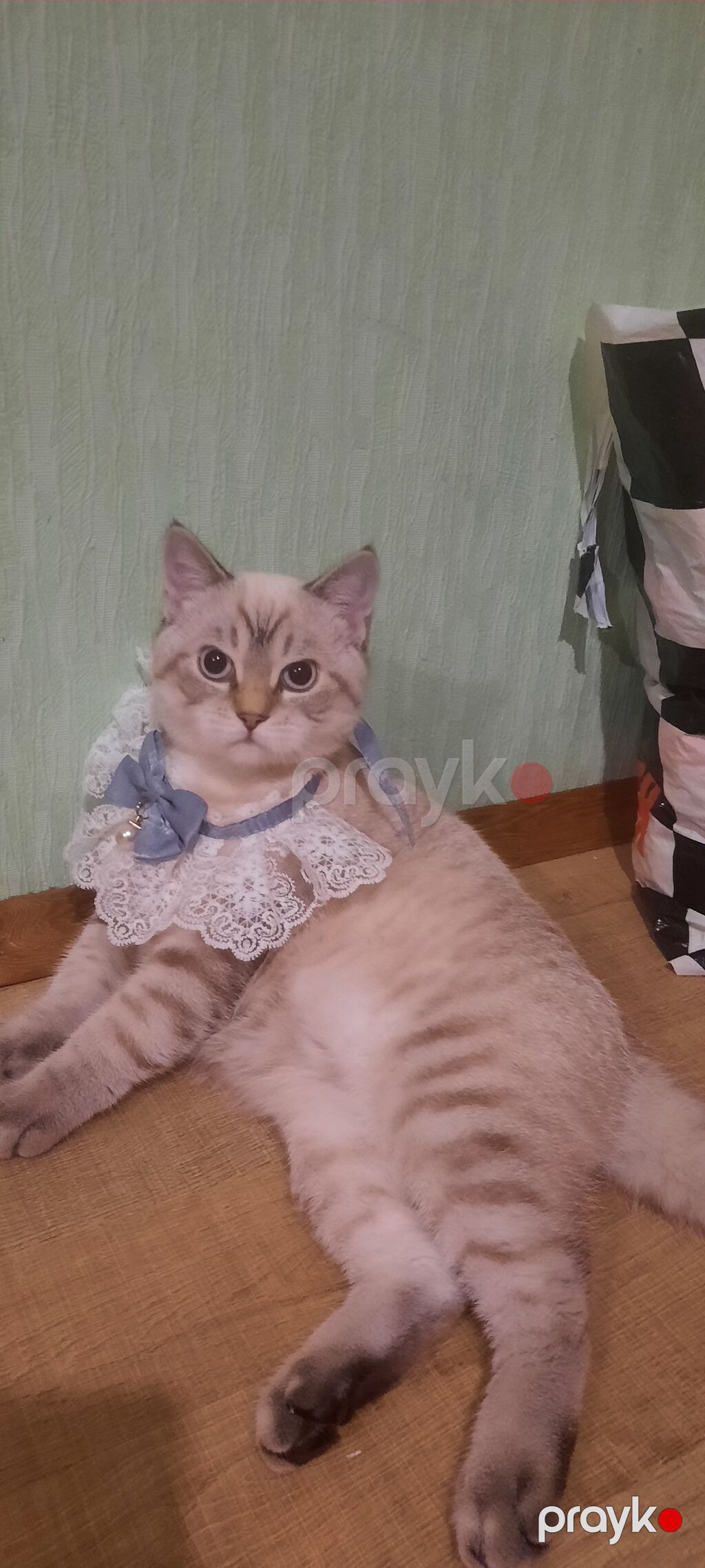 Şinşilla, Erkək — Pişiklər, Bakı (5)