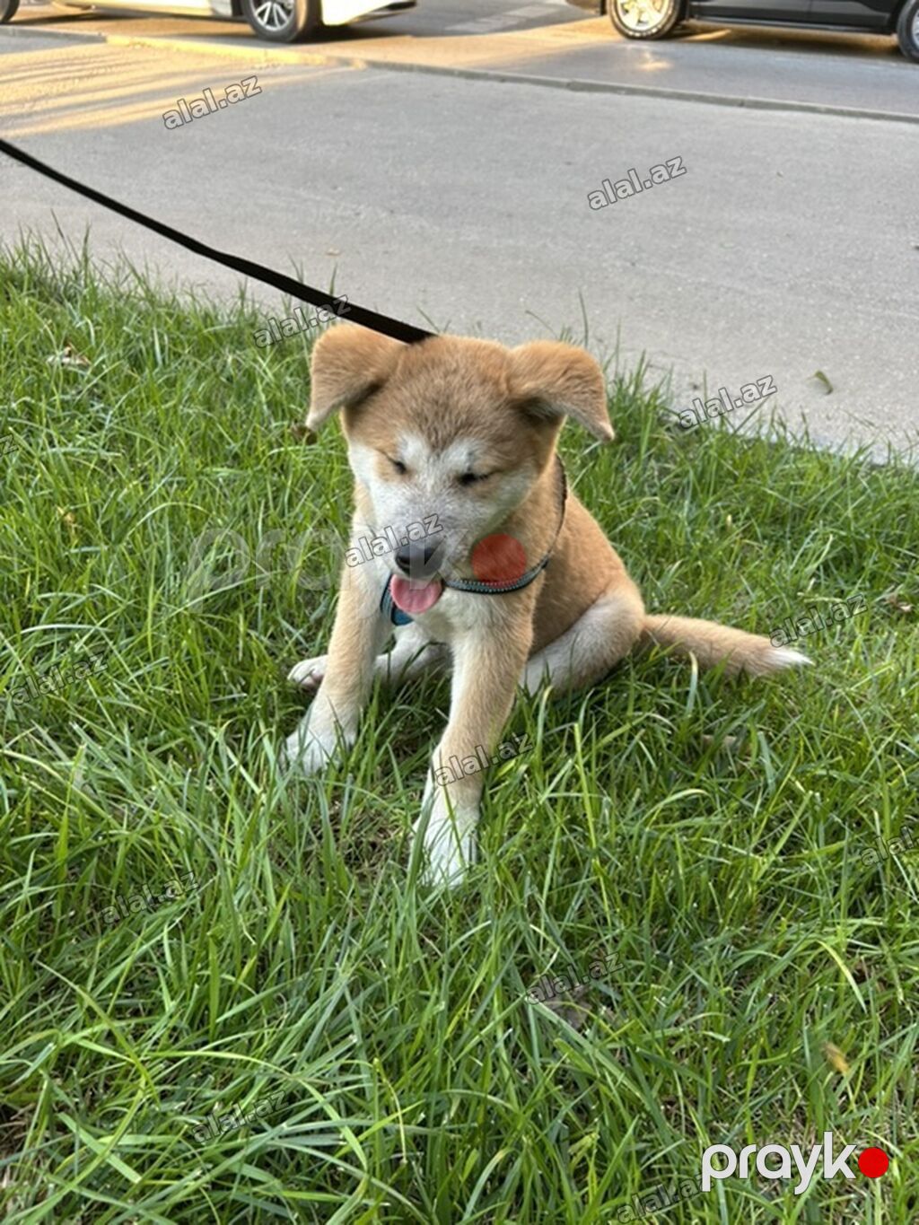 Akita-inu, 2 ay, Erkək, Ünvandan götürmə, Pulsuz çatdırılma — Heyvanlar, Bakı (4)