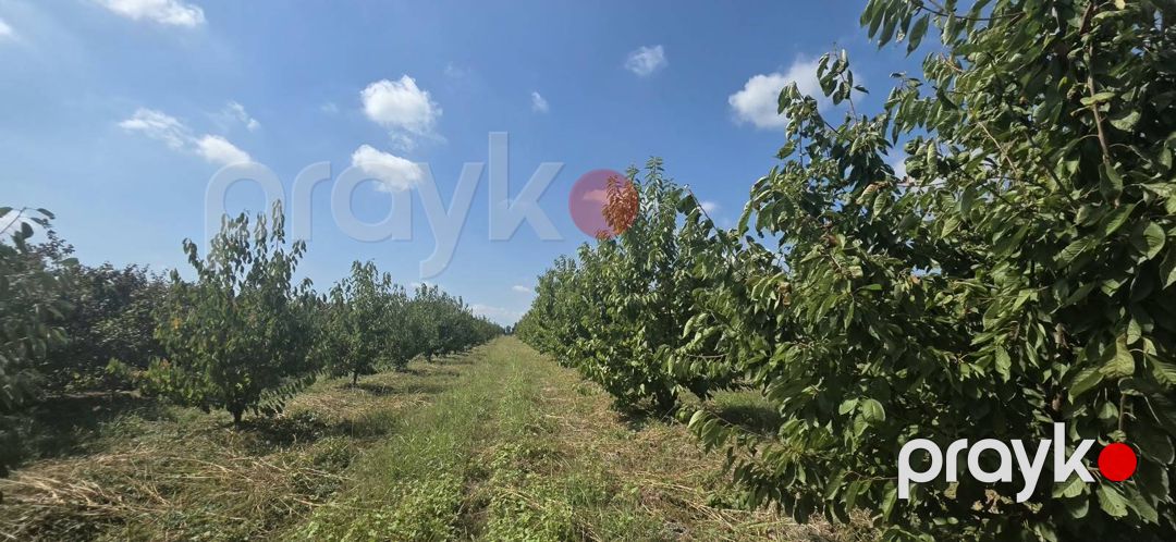 Satılır torpaq 300 sot — Torpaq, Xaçmaz (9)