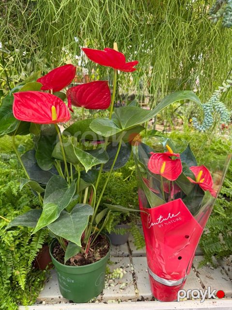 Anthurium — Bakı