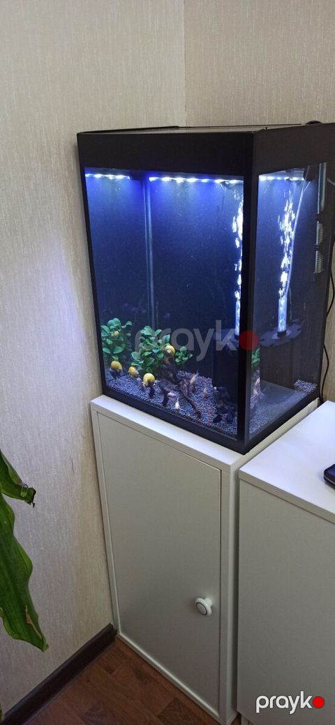 Akvarium — Bakı