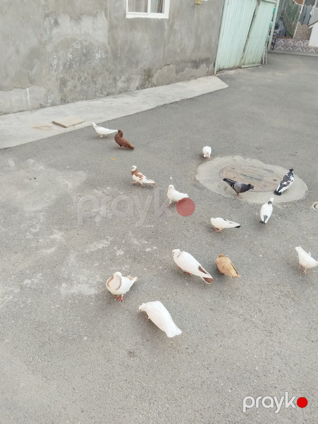 satılır 23 quş 140 manat gəncə — Göyərçin, Gəncə (7)