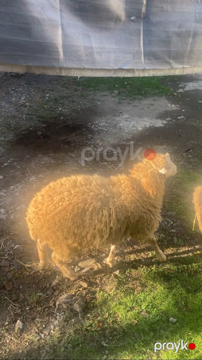 Quzular — Kənd təsərrüfatı heyvanları, Şəki (5)