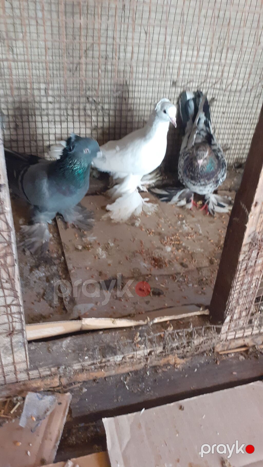 Cins göyərçinlər – 3 ədəd iri lelekli kekilli quslar satilir goy — Göyərçin, Digah (6)
