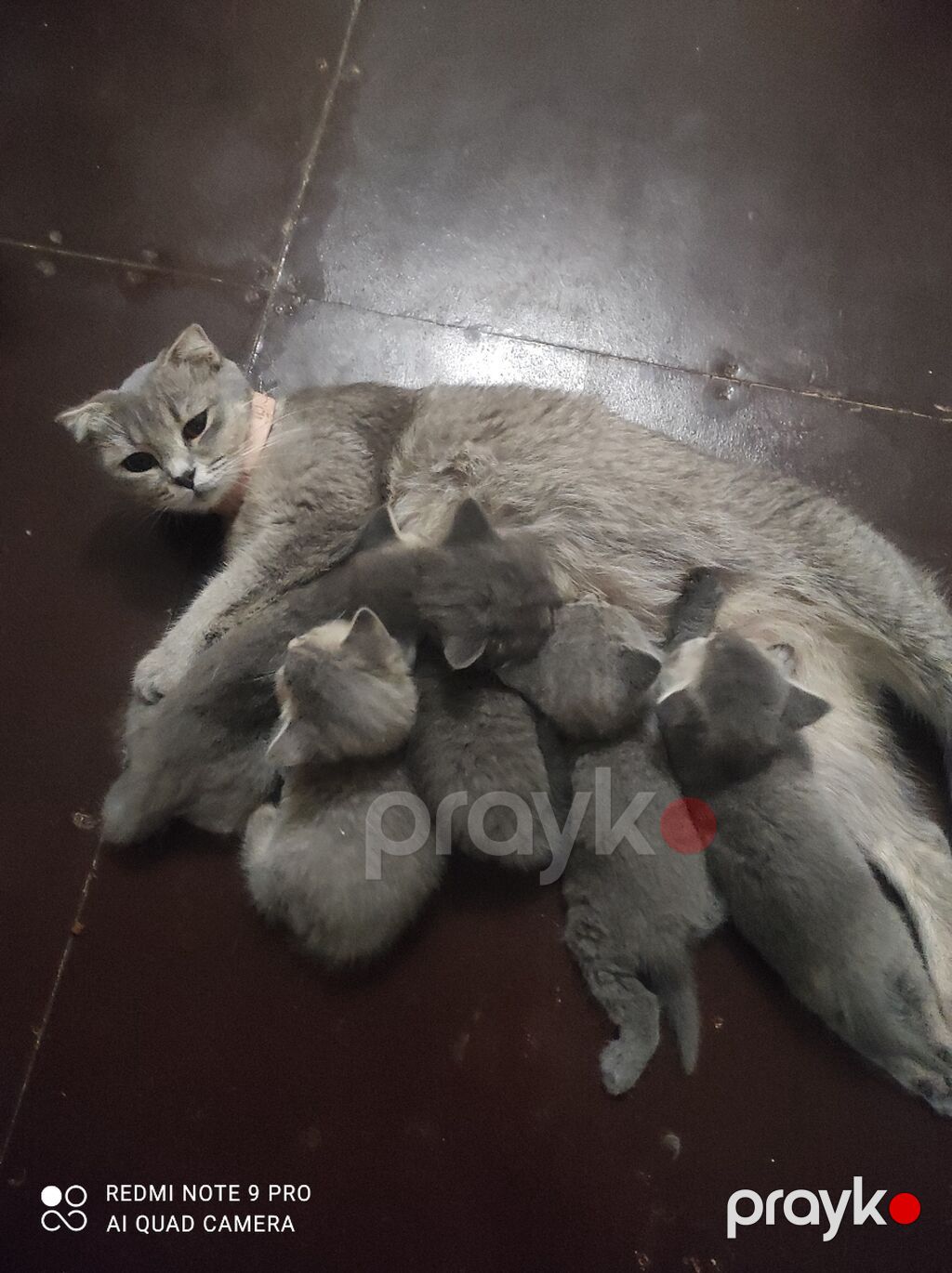 Britan, Ünvandan götürmə, Pulsuz çatdırılma, Ödənişli çatdırılma — Pişiklər, Bakı (4)
