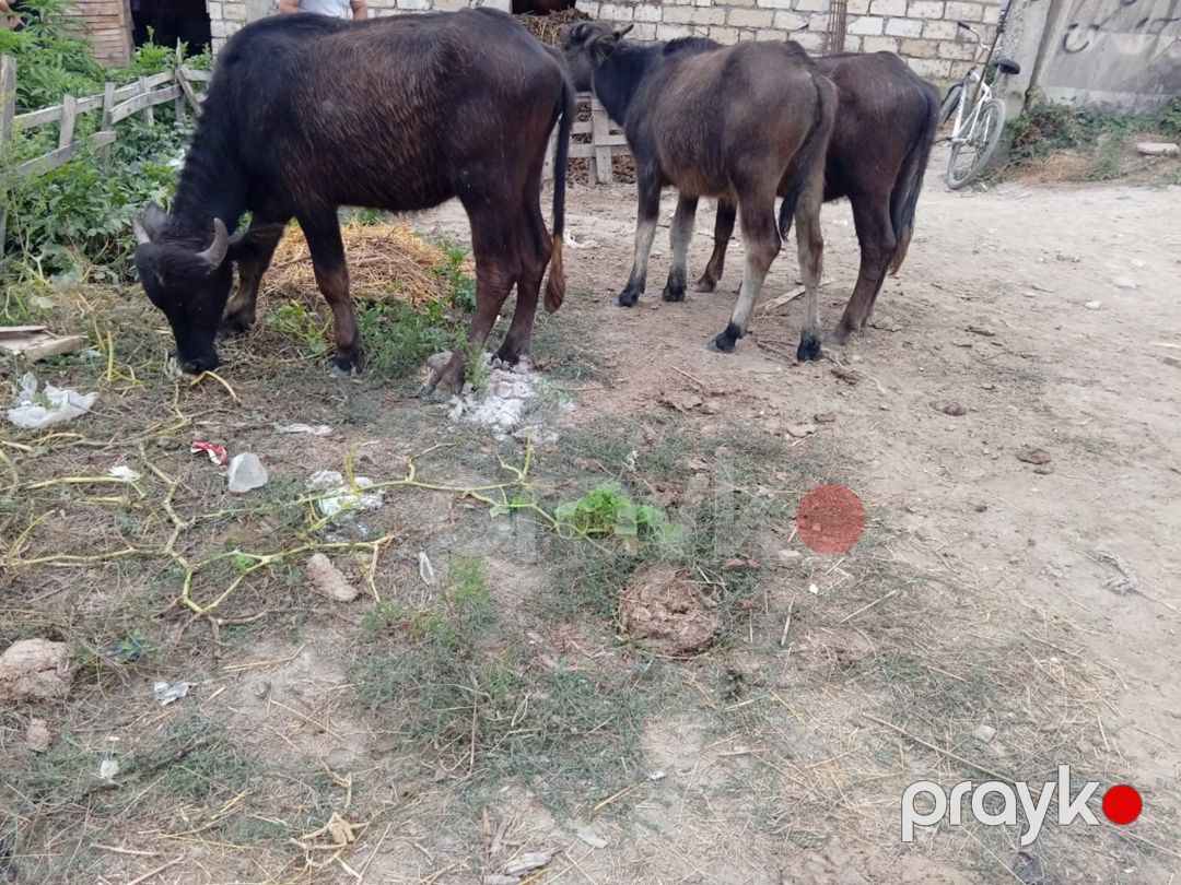 Camışlar — Kənd təsərrüfatı heyvanları, Xaçmaz (2)