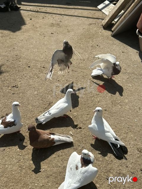 8 dene quwdu 5 manatdan — Bakı