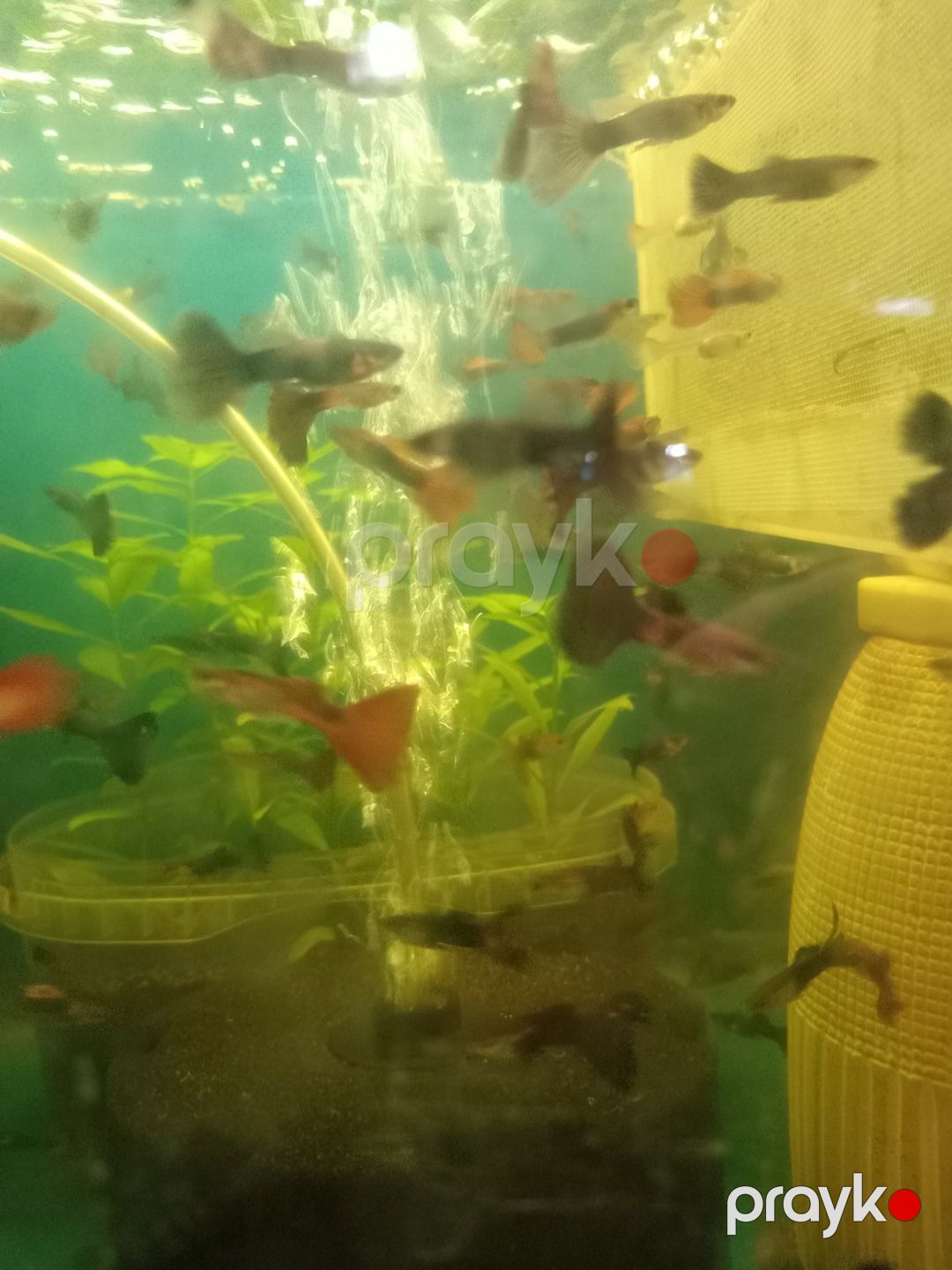 Quppi balığı — Akvariumlar və balıqlar, Bakı (6)