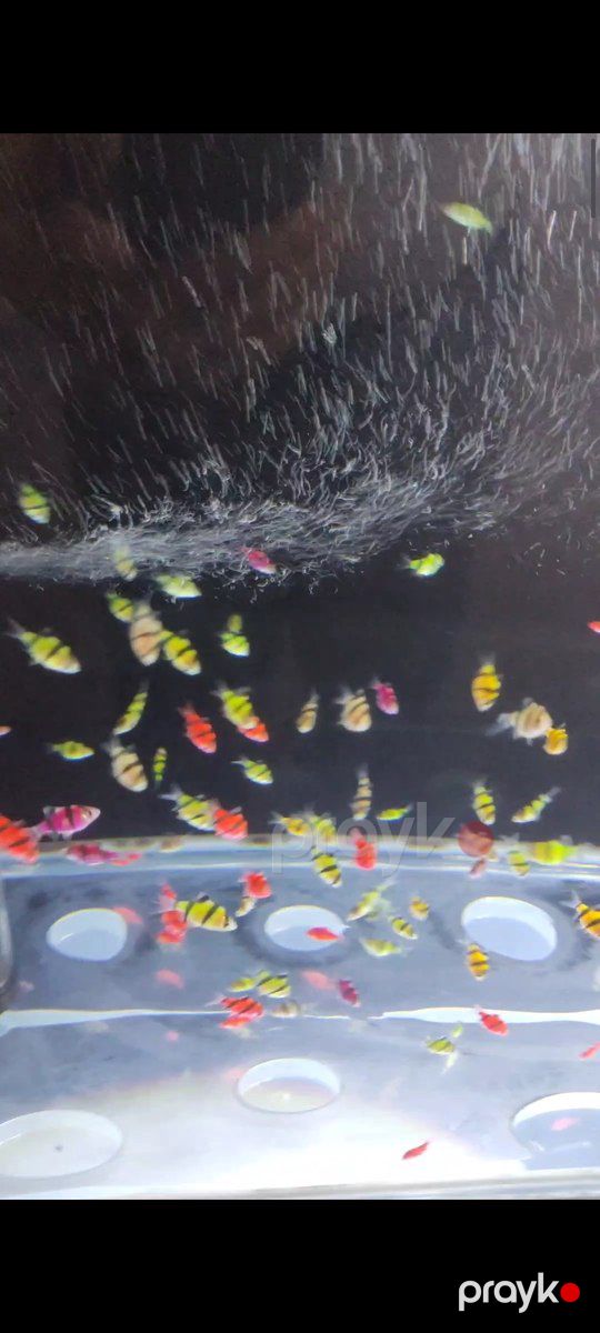 GloFish barbs balıqları — Akvariumlar və balıqlar, Bakı (3)