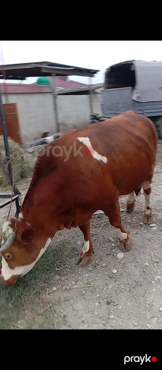 Simmental inək — Kənd təsərrüfatı heyvanları, Xaçmaz (2)