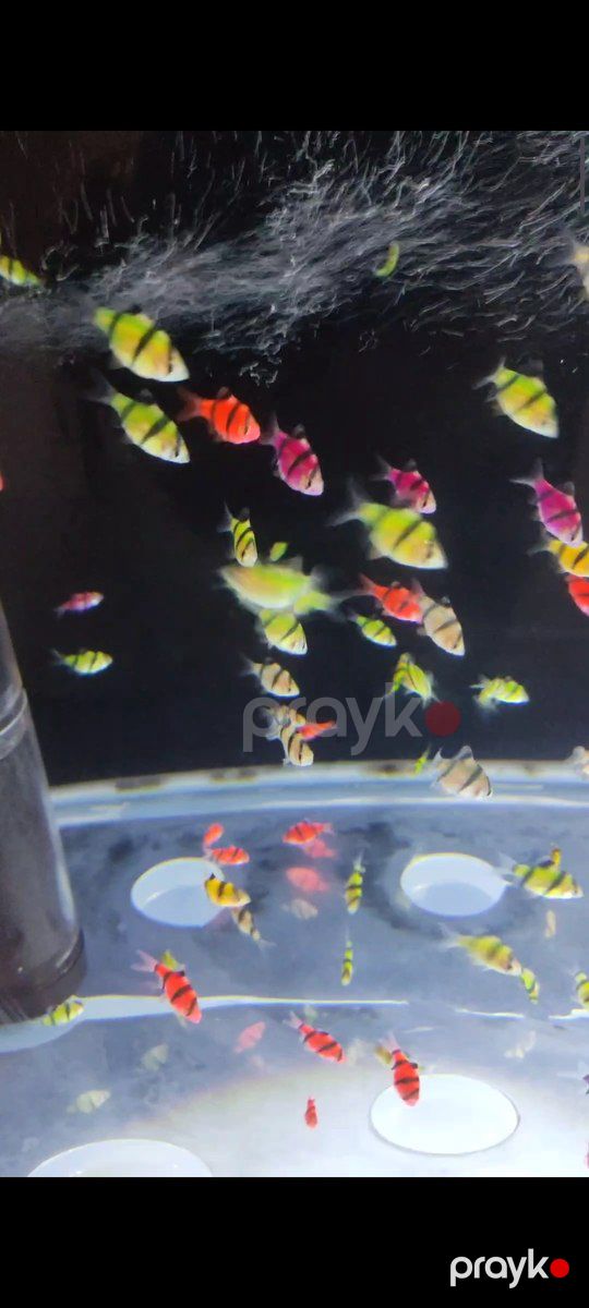 GloFish barbs balıqları — Akvariumlar və balıqlar, Bakı (2)