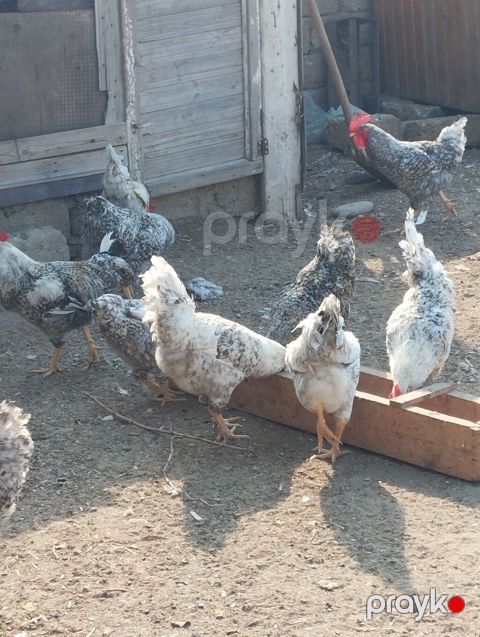 Yerli təsərrüfatdan müxtəlif növ toyuq və xoruzlar - Rəngarəng (ağ — Bakı