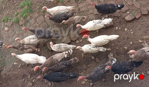 Məhsul: Türki (hindi) balaları – qarışıq rənglər Təsvir: - Aşağıdakı — Liman