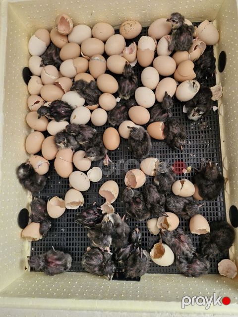 Toyuq cücələri, Damazlıq — Digah