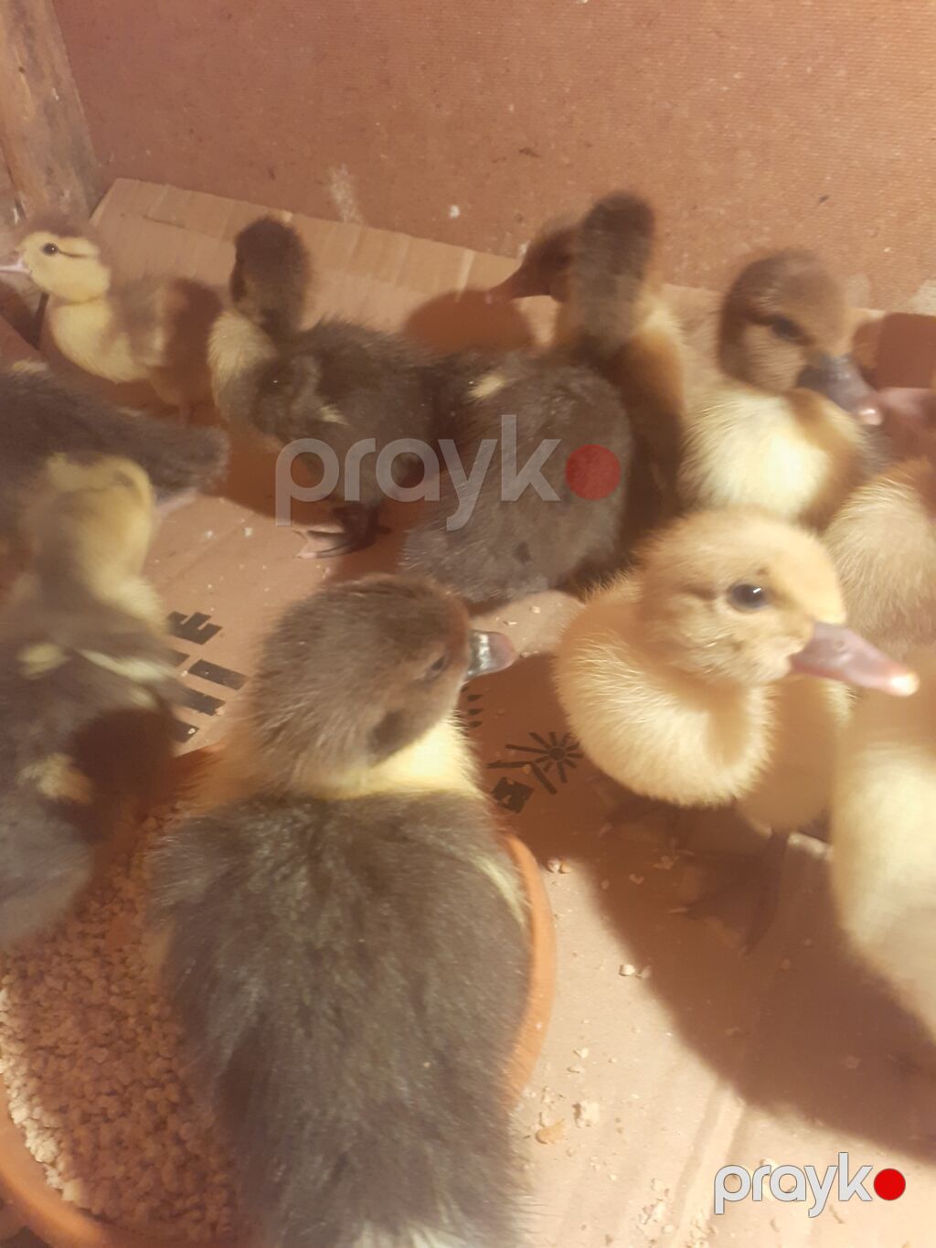 17 dene macar ordek balalari. tam saglam aktiv balalar. biri 4 manat — Digərləri, Xırdalan (7)