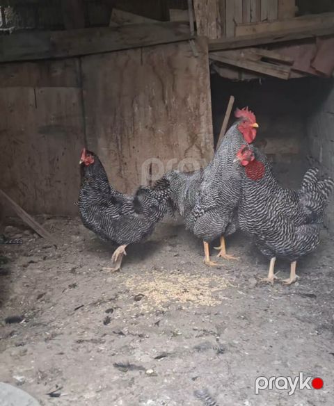 Barred rock yumurtası və cücələri — Gəncə